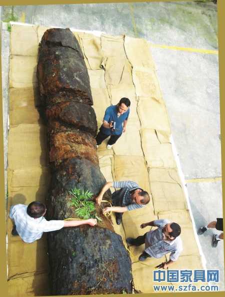 　6月23日，工作人員給烏木丈量“腰圍”。
