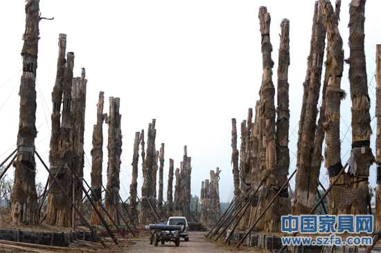 精品園內(nèi)，98棵紫薇樹分立兩排，已全部死亡。