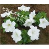 你要的！ 矮牽牛批發(fā)【贊】青州矮牽牛【推薦】山西矮牽牛