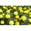 【高成活率！】優(yōu)質萬壽菊供應++萬壽菊批發(fā)價格++青州萬壽菊