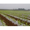 想買具有口碑的玉米地膜，就到南寧市晟和興塑膠   |貴州農用地膜