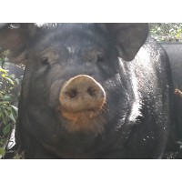 黑豬哪里賣，優(yōu)惠的黑豬鐵嶺哪里有